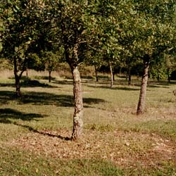 Quercus pubescens - Tuber Uncinatum